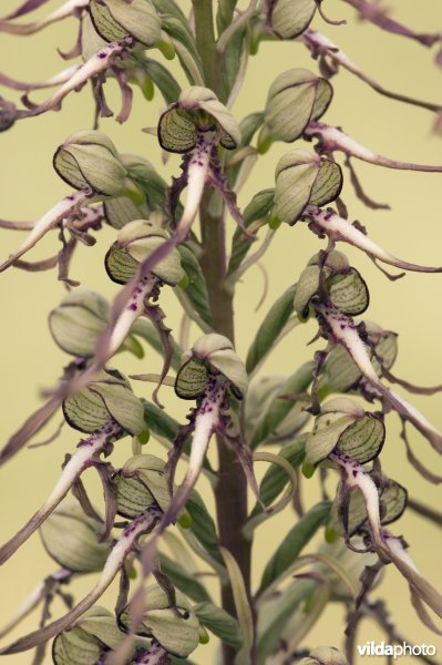 Close-up van de bloemen van een Bokkenorchis