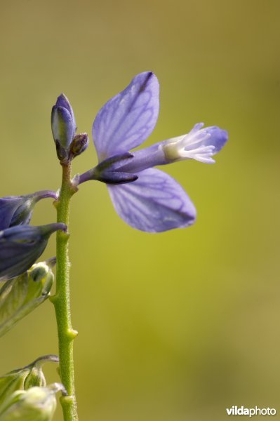 Bloeiende gewone vleugeltjesbloem