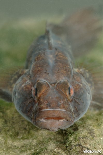 Zwarte grondel