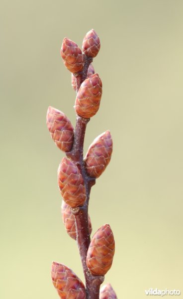 Knoppen van wilde gagel