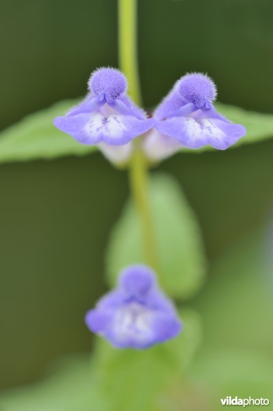 Blauw glidkruid