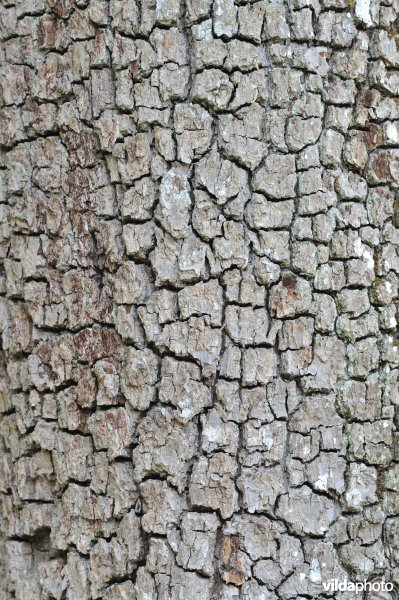 Schors van een perelaar