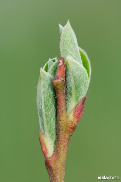 Uitlopende wilgenknoppen