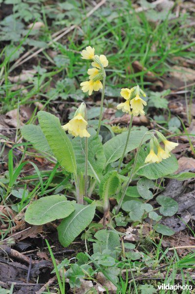 Slanke sleutelbloem