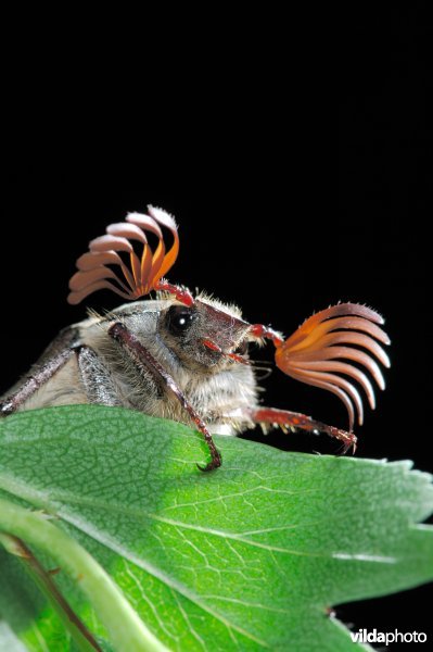 Meikever op blad van meidoorn