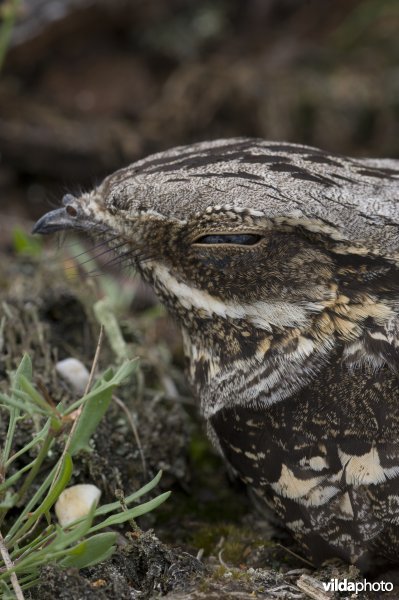 Gecamoufleerde nachtzwaluw