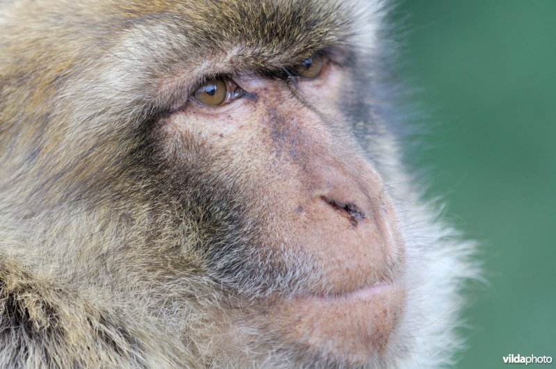 Mannetje makaak