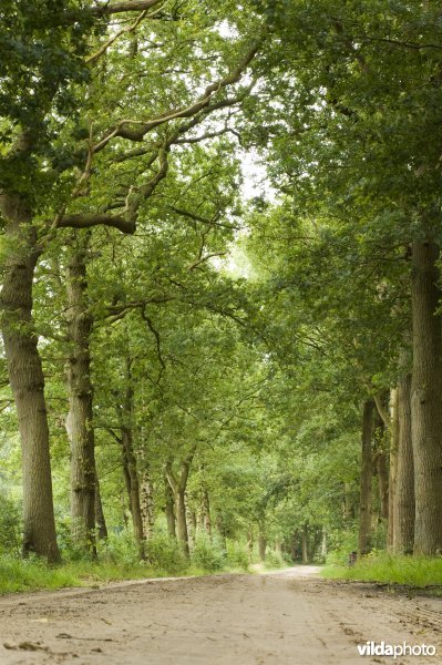 Eikenlaan en zandweg