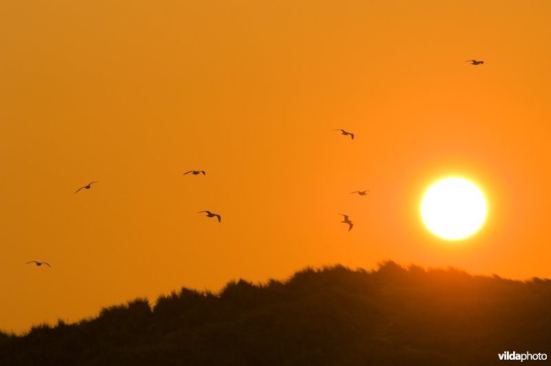Een groep meeuwen cirkelt om een duintop bij zonsondergang