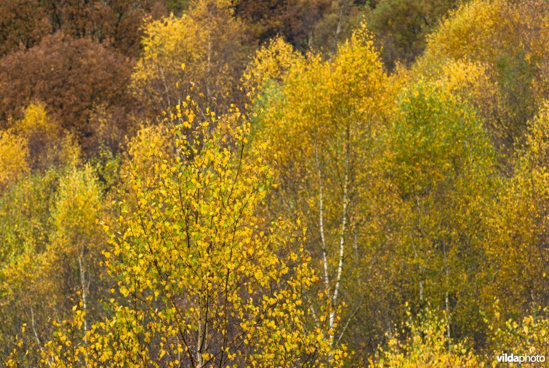 Berkenbos in herfstkleuren