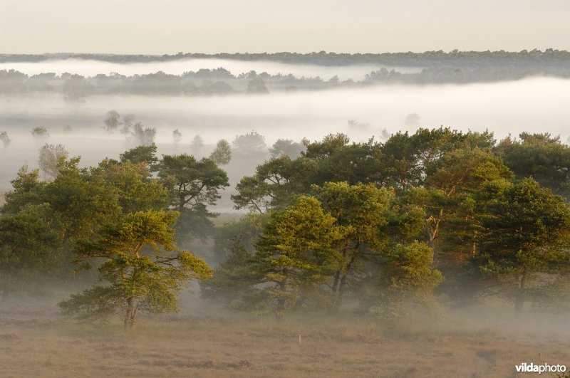 Ochtendnevel geeft sfeer aan de Kalmthoutse Heide