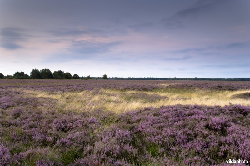Dwingelderveld Nationaal Park