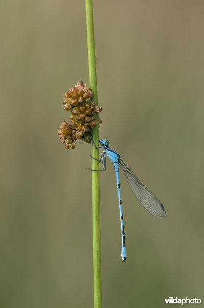 Een watersnuffel op een stengel van een rus