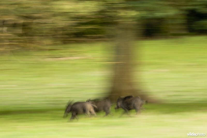 Een groepje wilde zwijnen draaft onder een eik