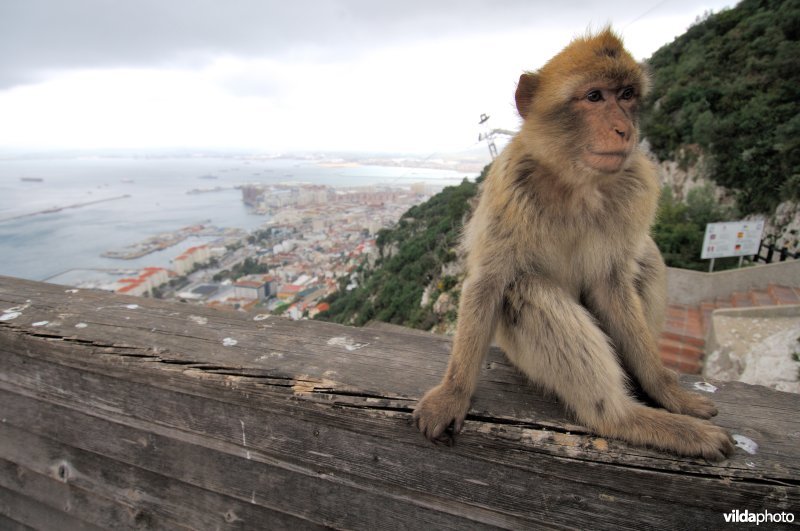 Makaak en Gibraltar city