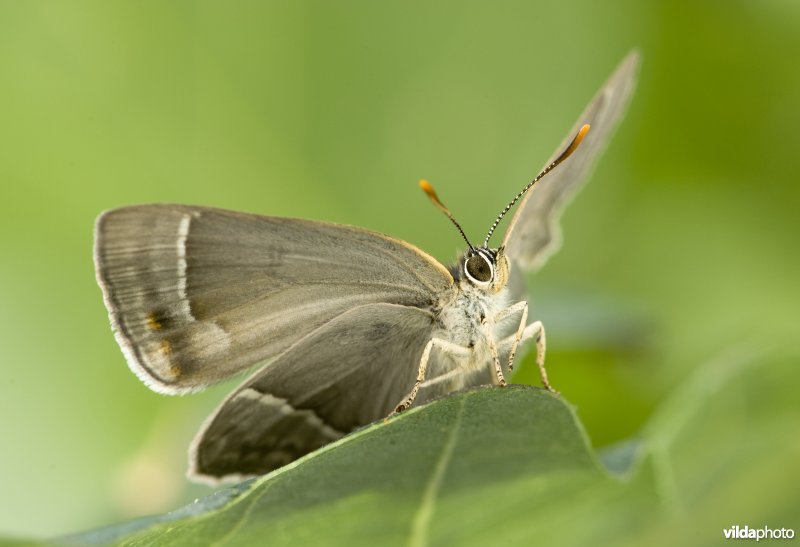 Portret van een eikenpage op een eikenblad