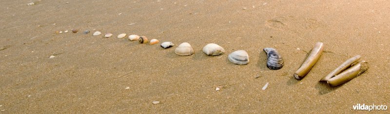 Een verzameling schelpen op het strand