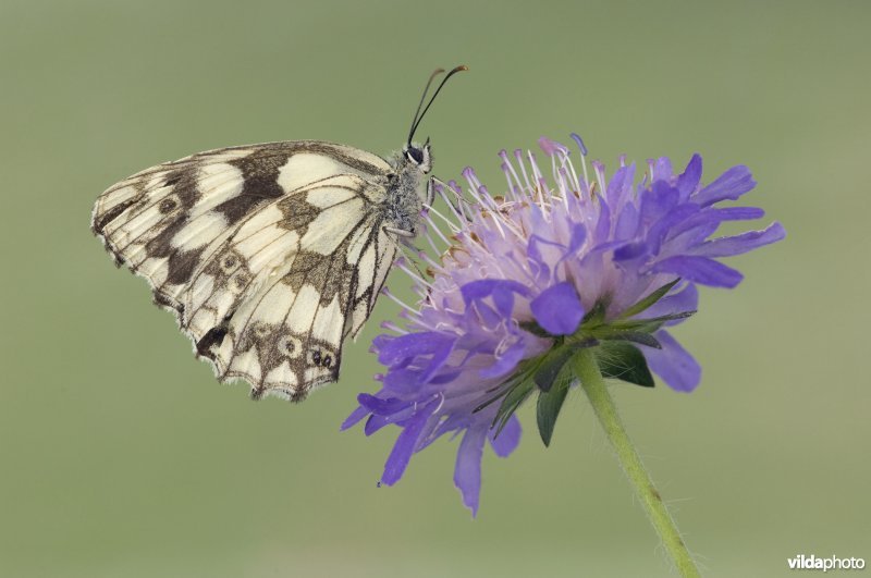 Portret van een dambordje op de paarse bloem van beemdkroon