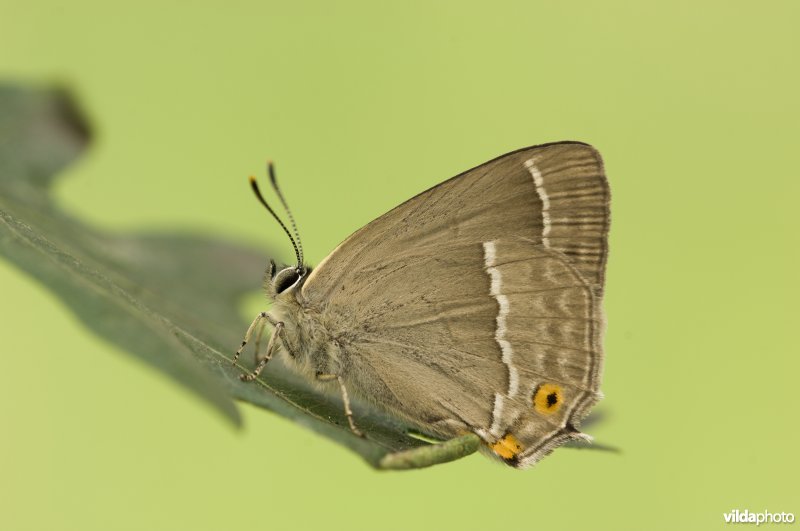Portret van een eikenpage op een eikenblad