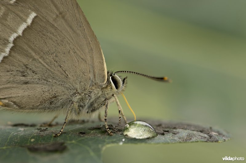 Portret van een eikenpage op een eikenblad