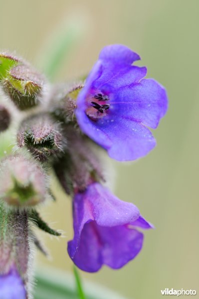 Bloemhoofdje van longkruid