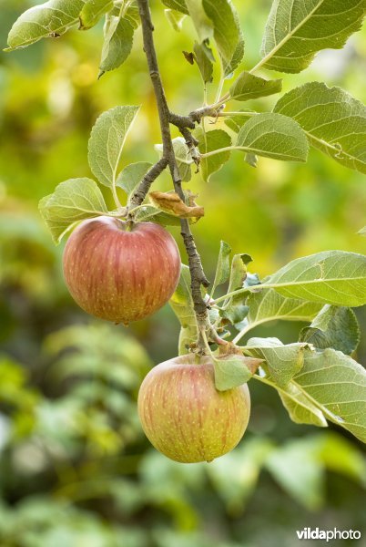 Twee appels aan een appelboom