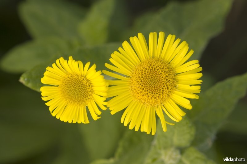 Twee gele bloemen van heelblaadjes