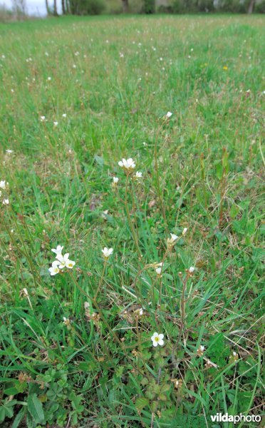 Grasland met knolsteenbreek