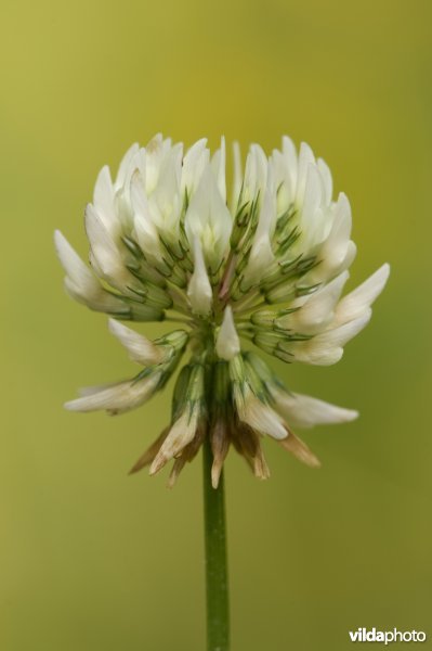 Bloeiende witte klaver