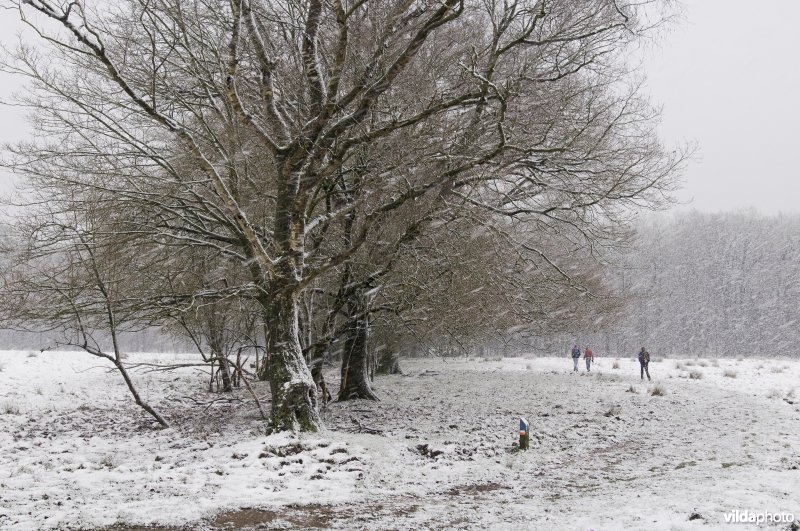 Een familie wandelt door de sneeuw in Nationaal Park Veluwezoom