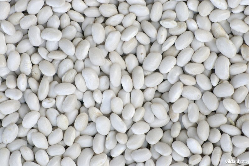 Een voorraad witte bonen ligt te drogen