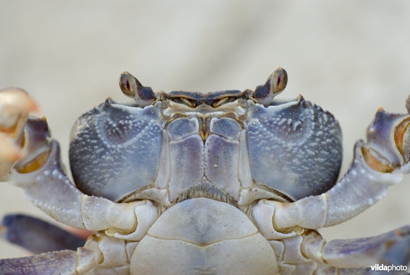 Portret van een landkrab / zoetwaterkrab uit het genus Potamon