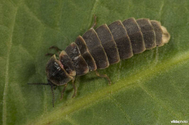 Vrouwtje glimworm op een blad