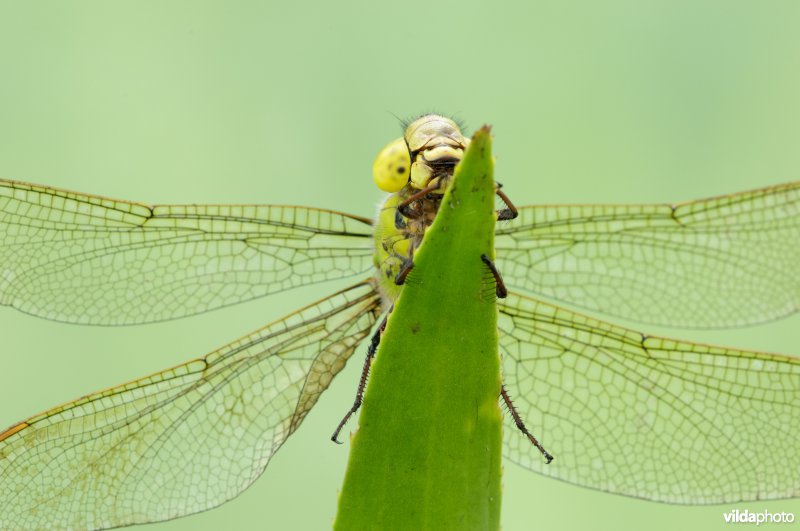 Portret van een vrouwtje groene glazenmaker op krabbenscheer