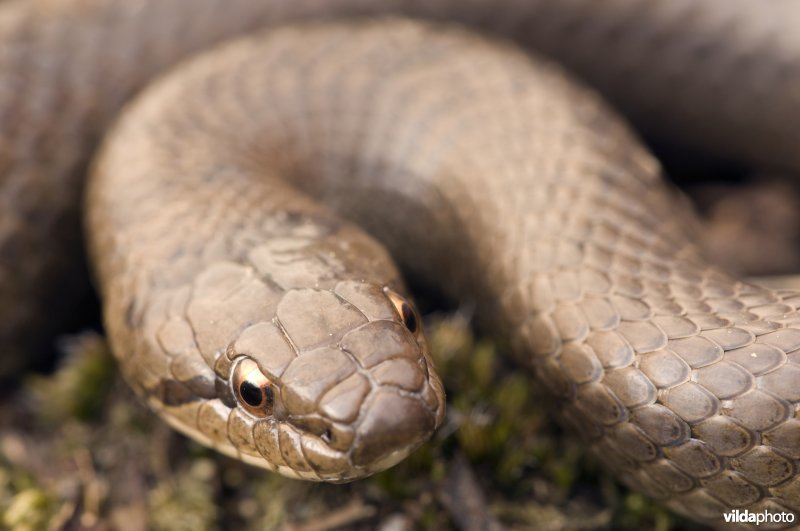 Portret van een gladde slang