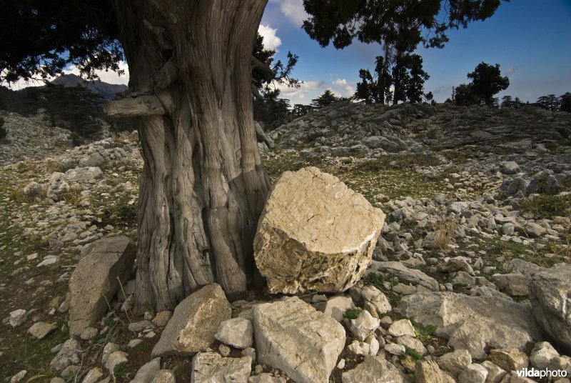 Junipers in berglandschap in Turkije.