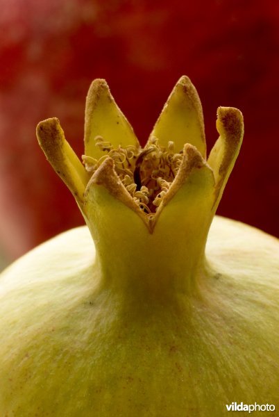 Detail van een granaatappel, met kenmerkend kroontje bestaand uit de kelkbladen en bloemrestanten.