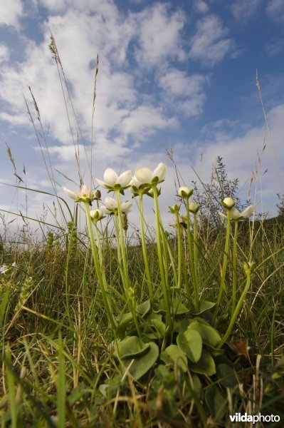 Een groepje bloemen van Parnassia in een vochtig duingrasland