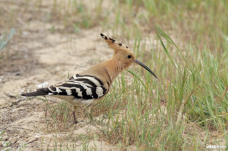 Hop in de duinen
