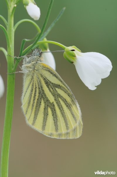 Klein geaderd witje op pinksterbloem