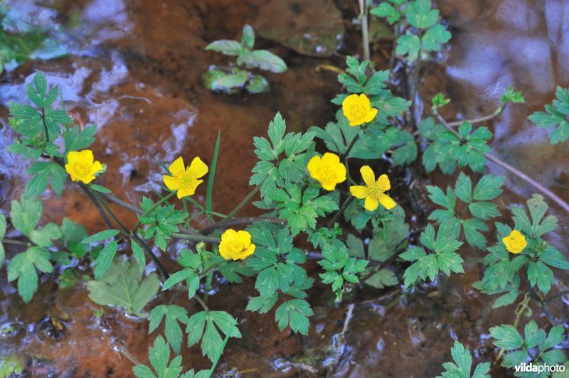 Kruipende boterbloem