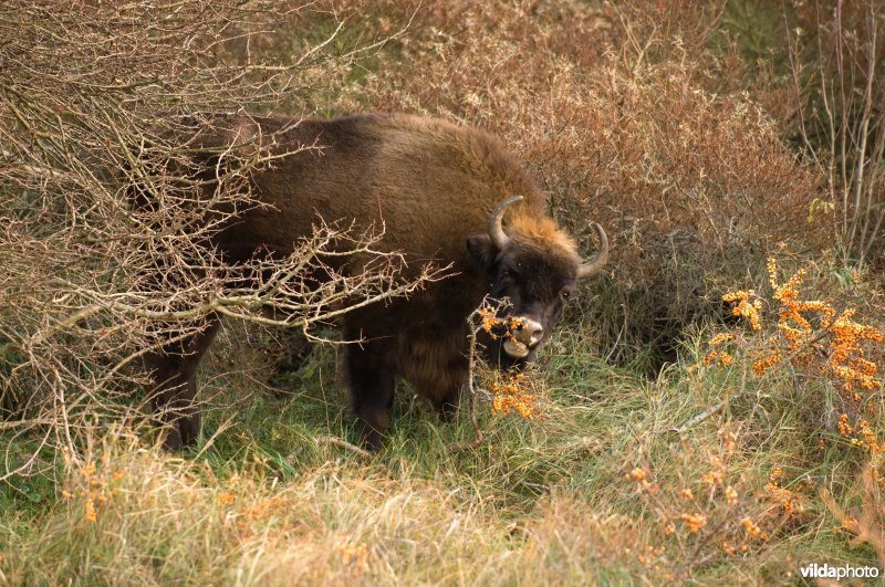 Wisent eet duindoorn