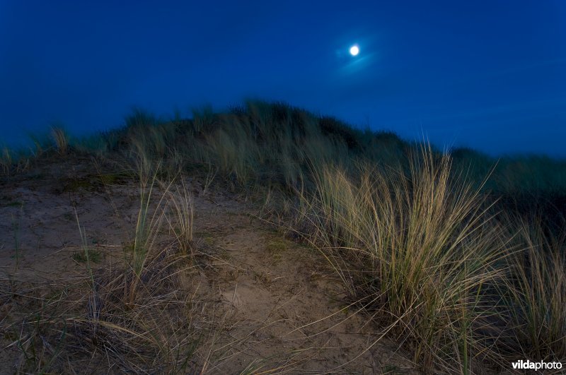 Maanlicht over duinen met helmgras