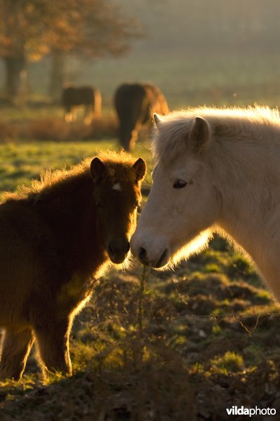 IJslandse ponies grazen op de Veluwezoom