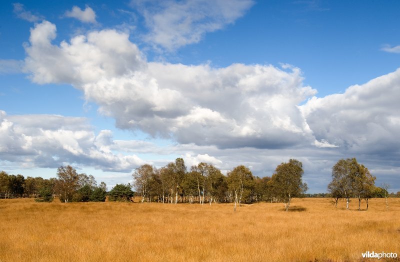 Berkenbosje op grasvlakte