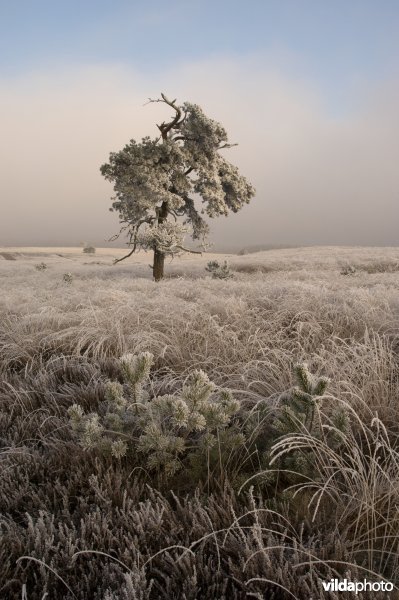 Winterse heide