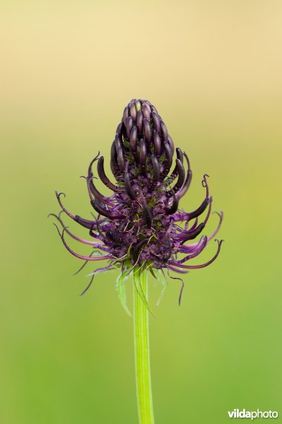 Bloemhoofdje van zwartblauwe rapunzel