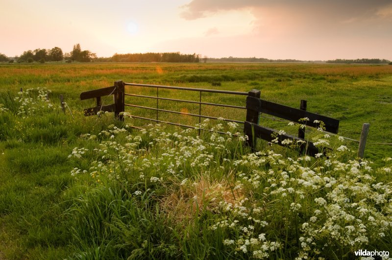 Veenweide in de Wieden