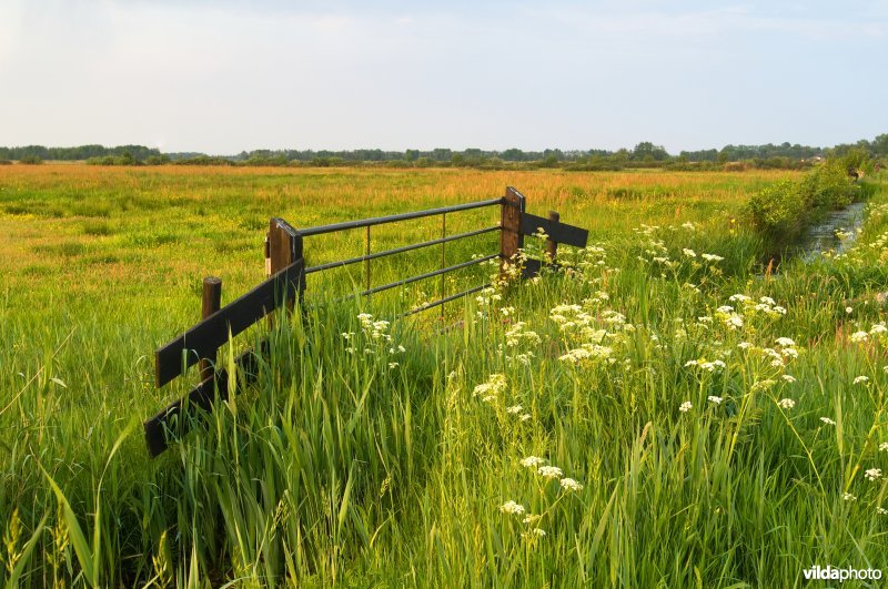 Veenweide in de Wieden