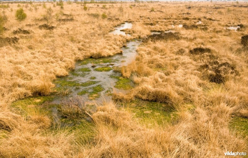 Hoogveen landschap